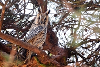 ransuil (asio otus) 1-2019 7535